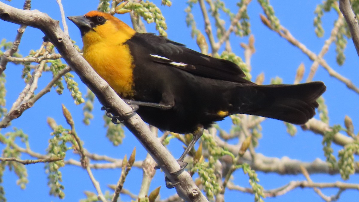 Yellow-headed Blackbird - ML617503881