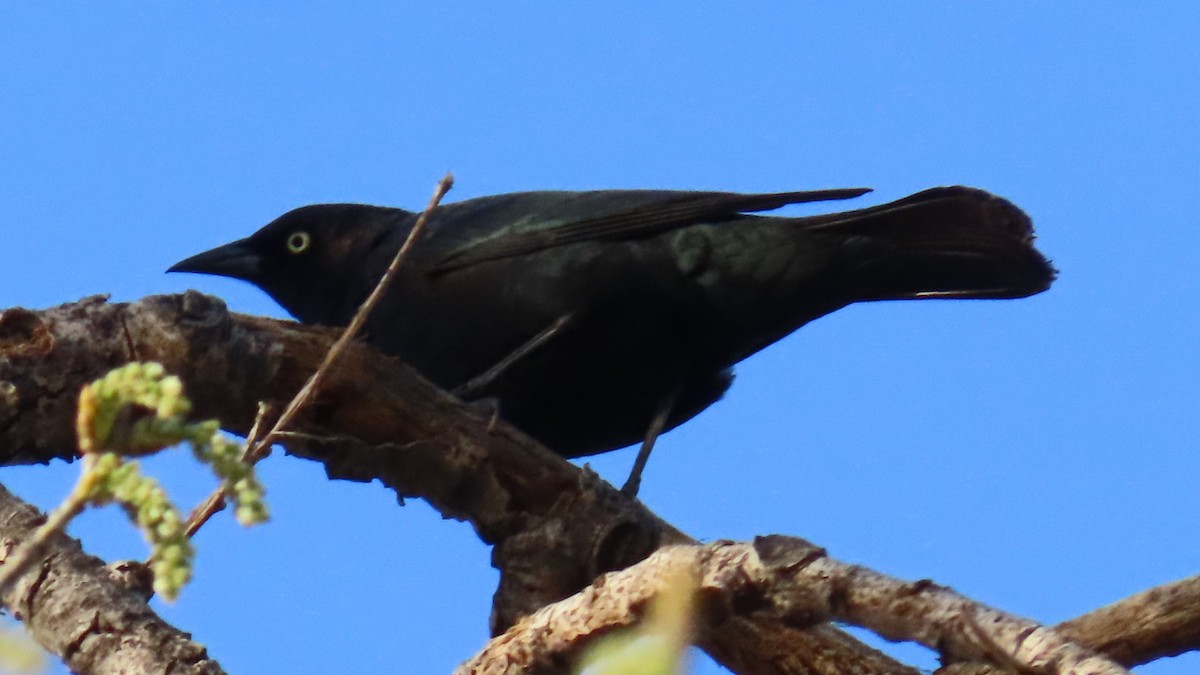 Brewer's Blackbird - ML617503890