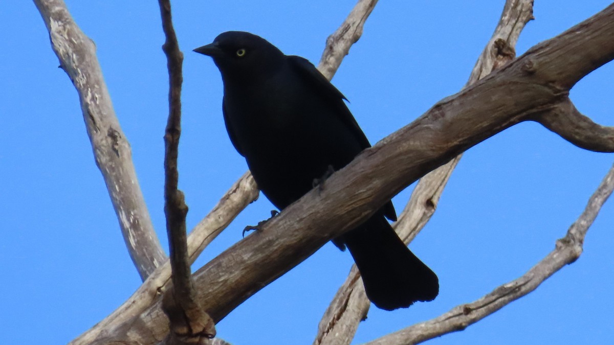 Brewer's Blackbird - ML617503896