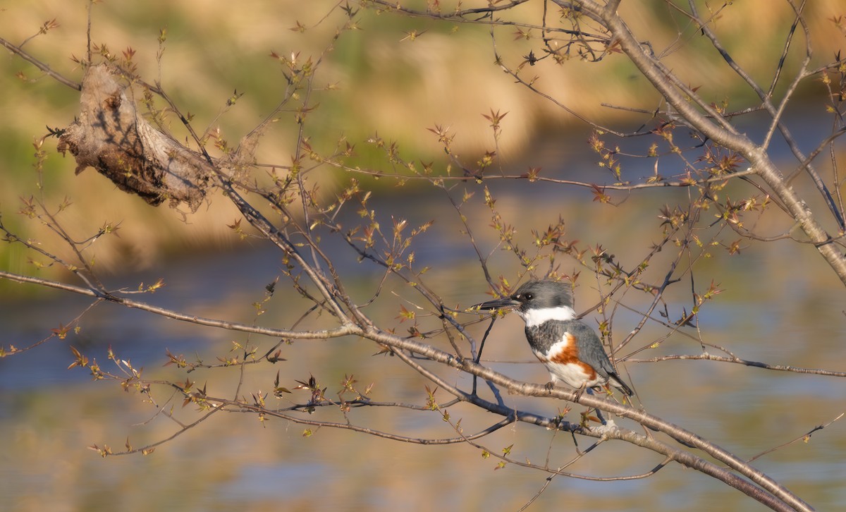 Belted Kingfisher - ML617503897