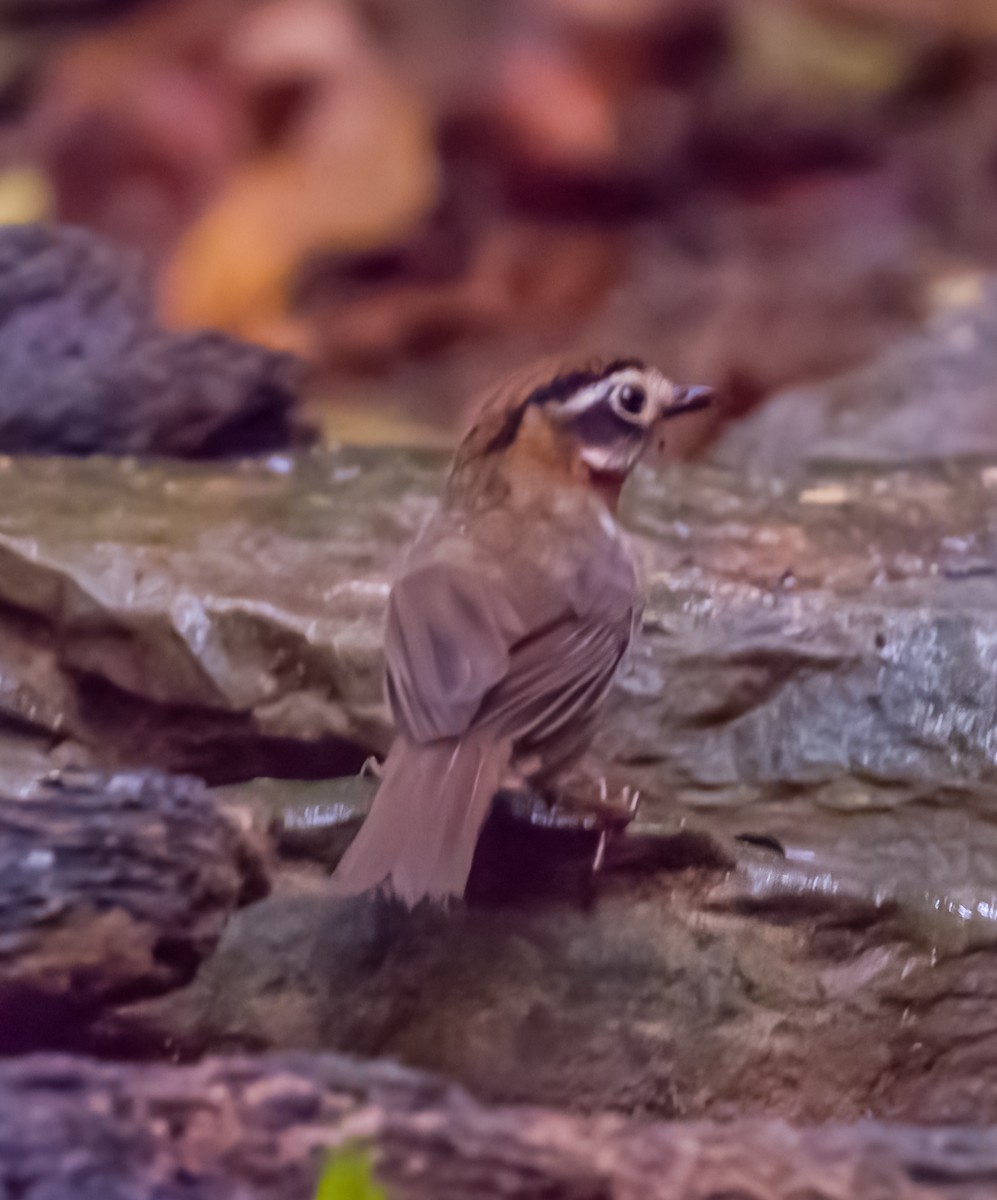 Rufous-throated Fulvetta - David Hoar