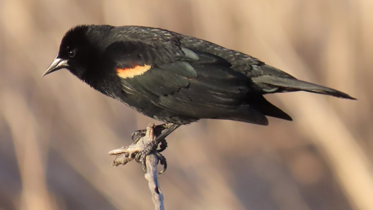 Red-winged Blackbird - ML617503899