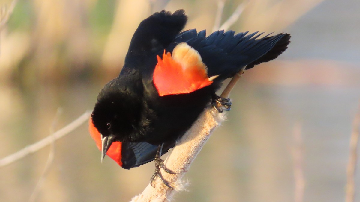 Red-winged Blackbird - ML617503900