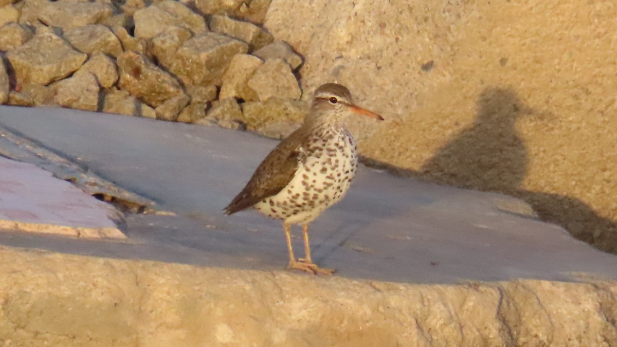 Spotted Sandpiper - ML617503906