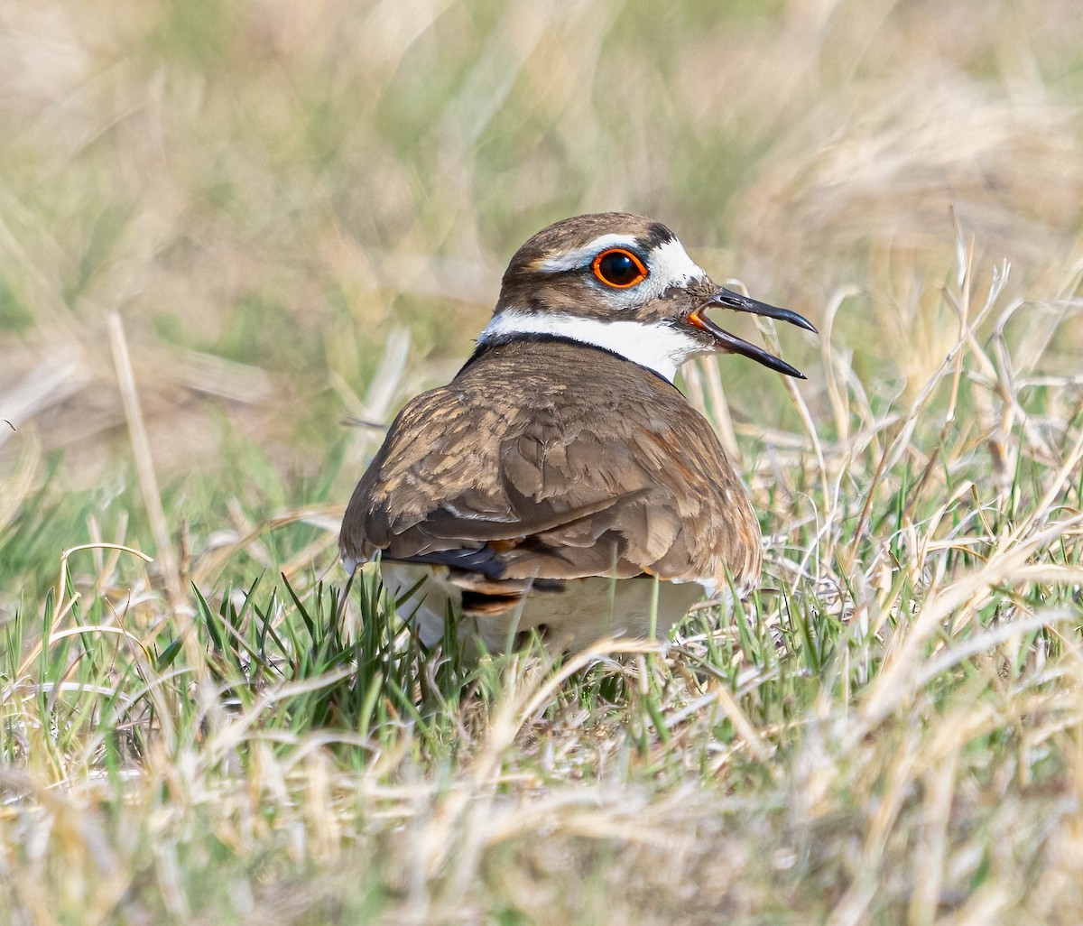 Killdeer - Courtney Rella