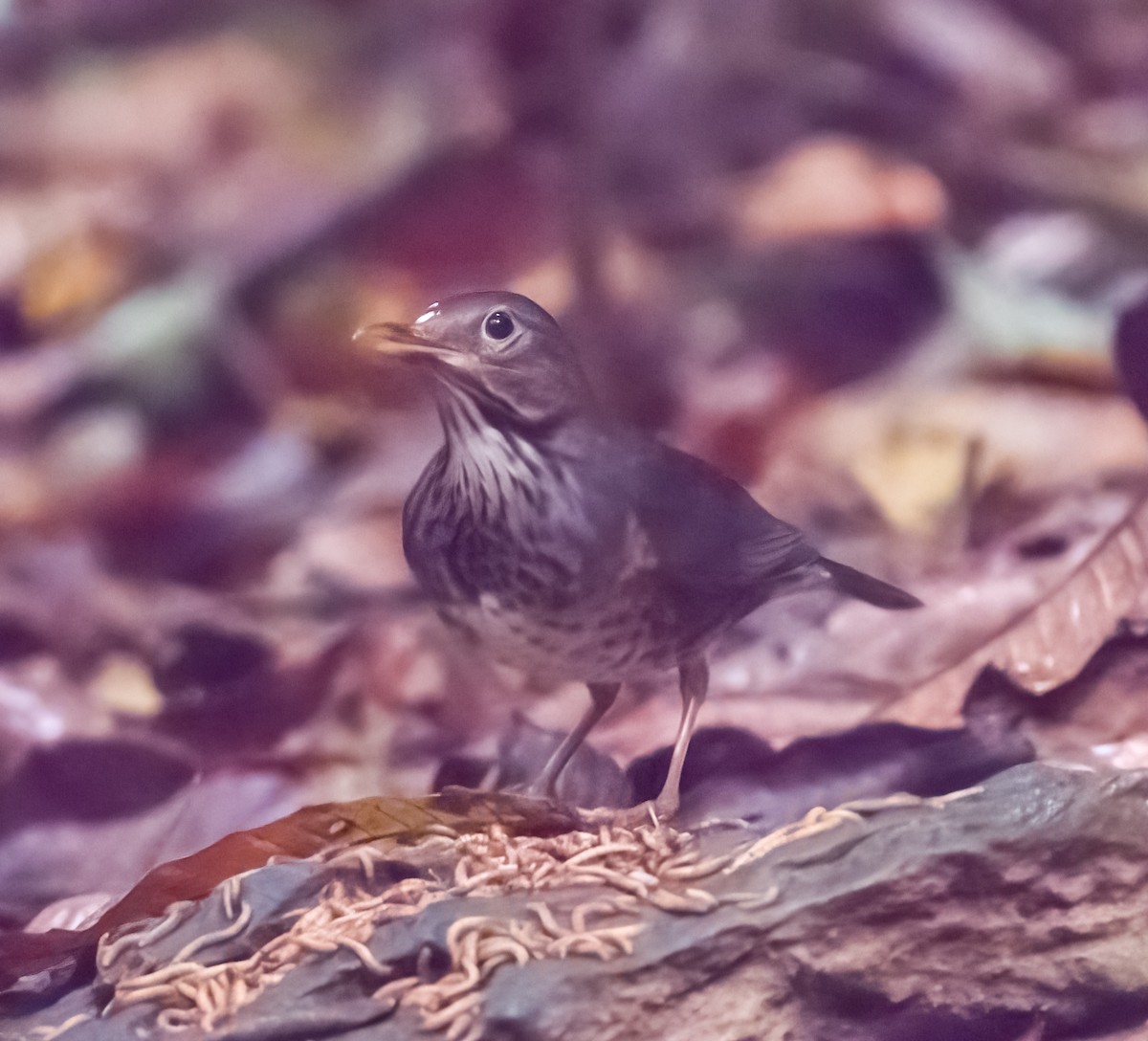 Japanese Thrush - David Hoar