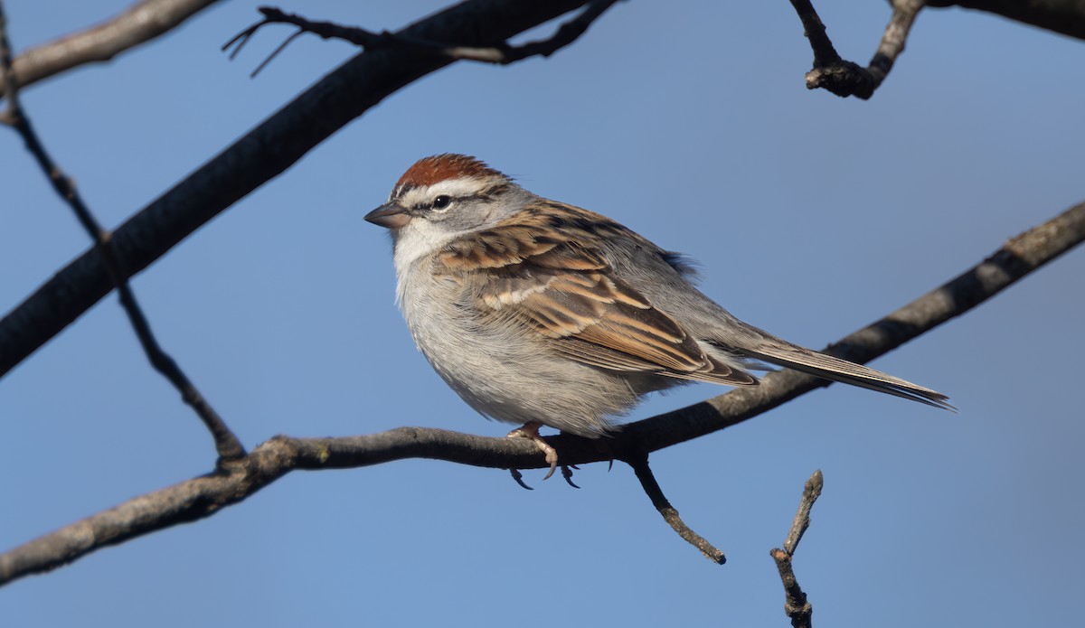 Chipping Sparrow - ML617503979