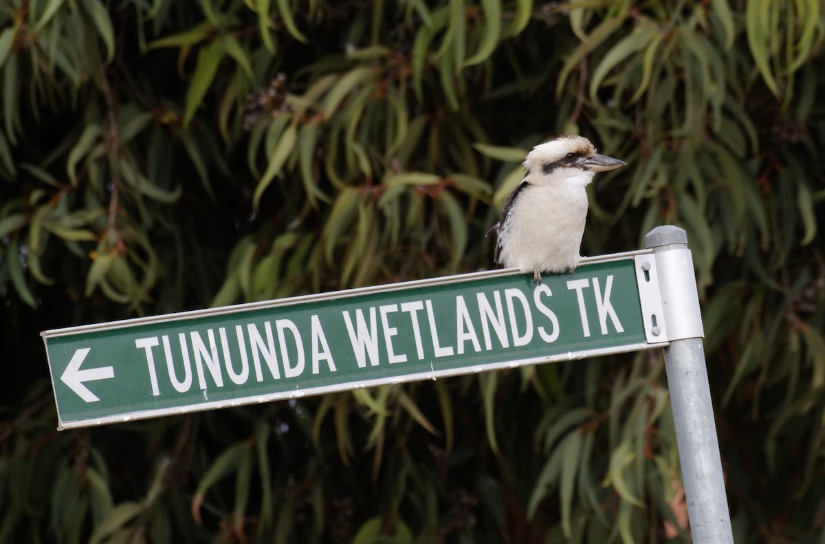 Laughing Kookaburra - Peter Bennet