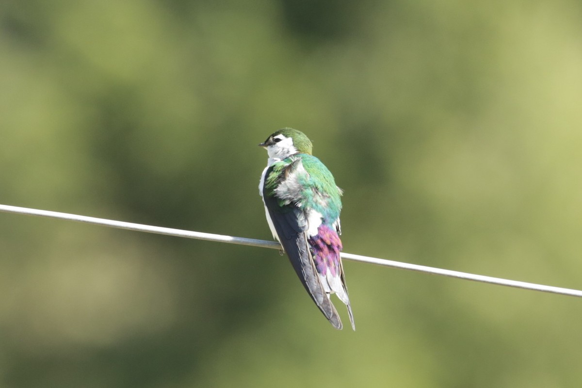Violet-green Swallow - ML617504092