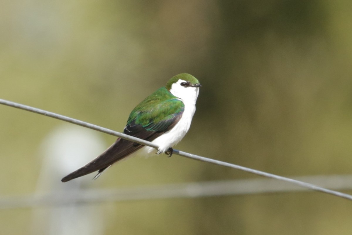 Violet-green Swallow - ML617504093