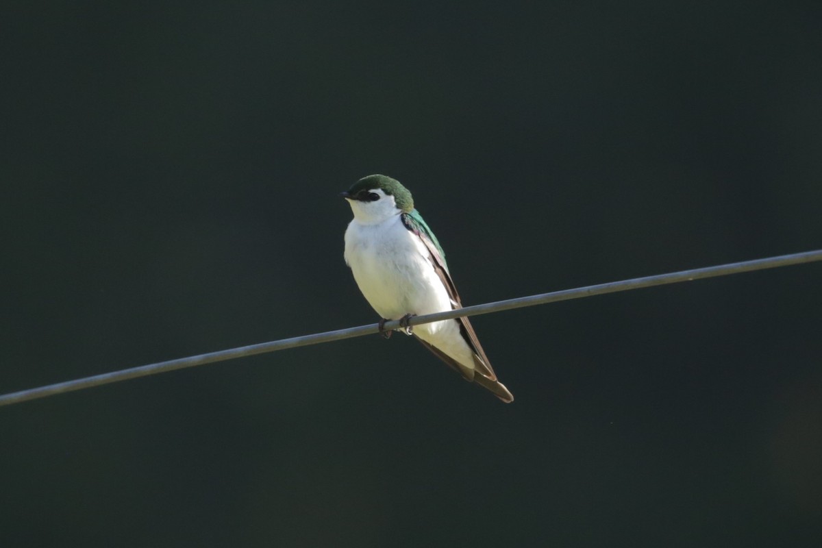 Violet-green Swallow - ML617504094