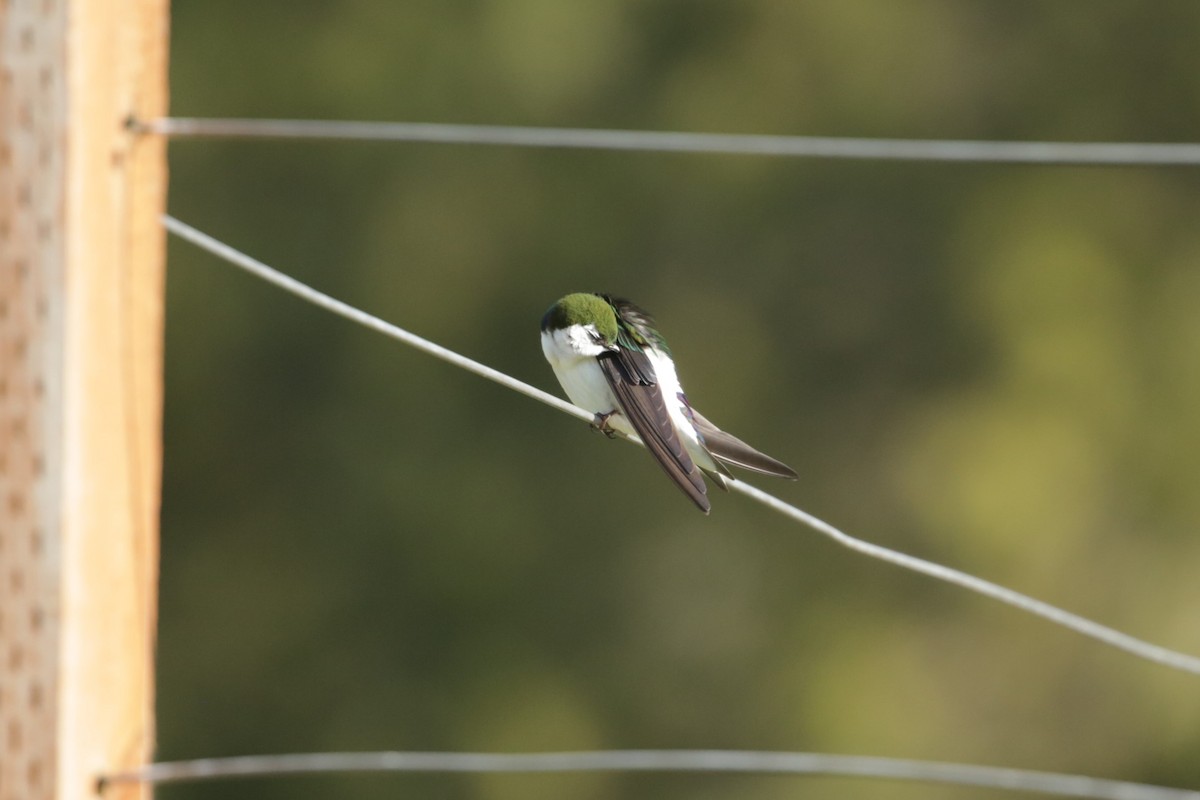 Violet-green Swallow - ML617504097