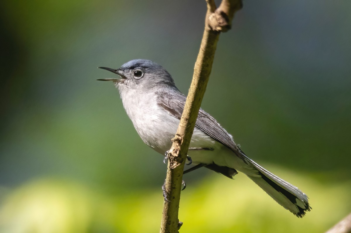 Blue-gray Gnatcatcher (caerulea) - ML617504144