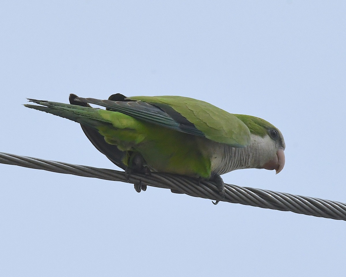 Monk Parakeet - Ted Wolff