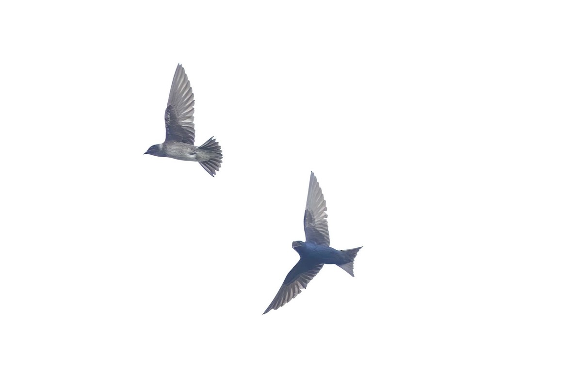 Purple Martin - ML617504289