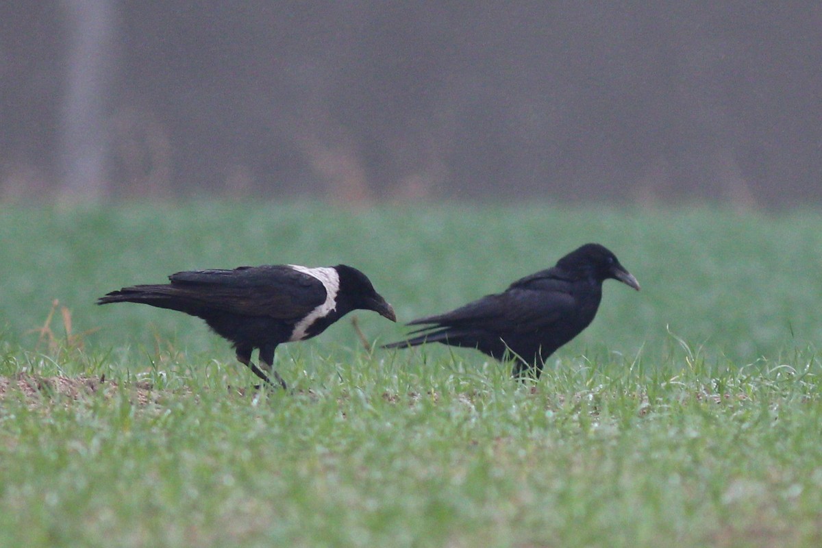 Carrion Crow - Chih-Wei(David) Lin