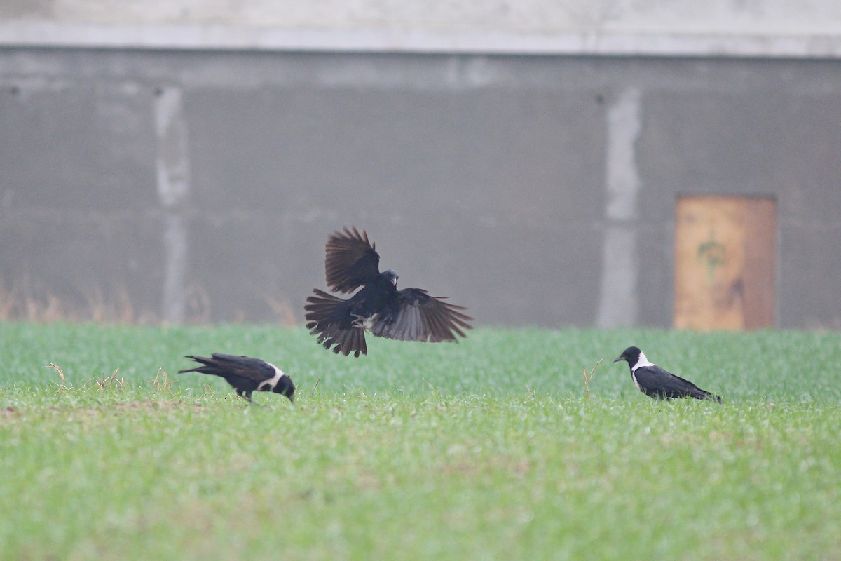 Carrion Crow - Chih-Wei(David) Lin