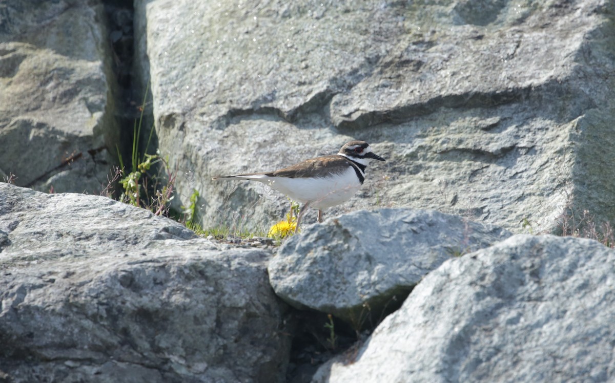 Killdeer - ML617504367