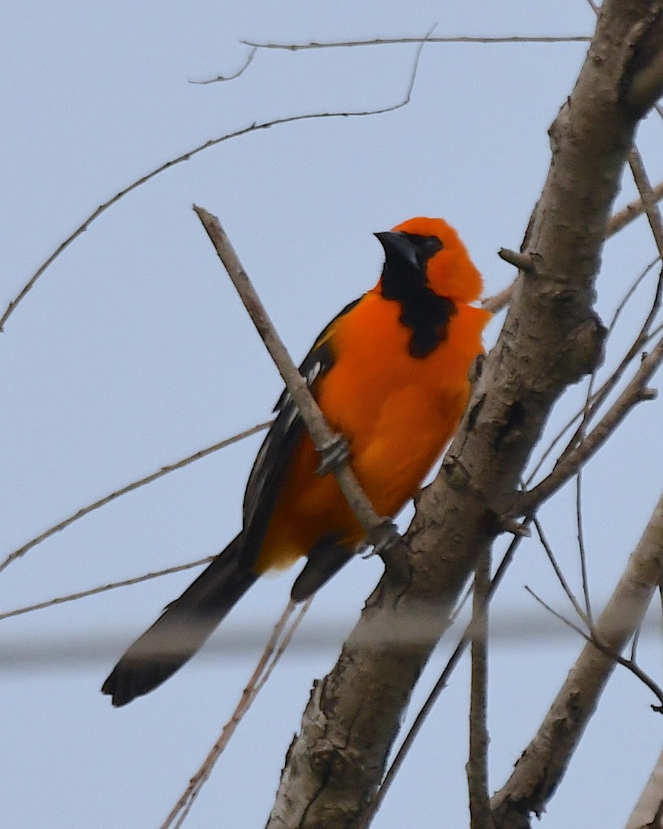 Altamira Oriole - Ted Wolff