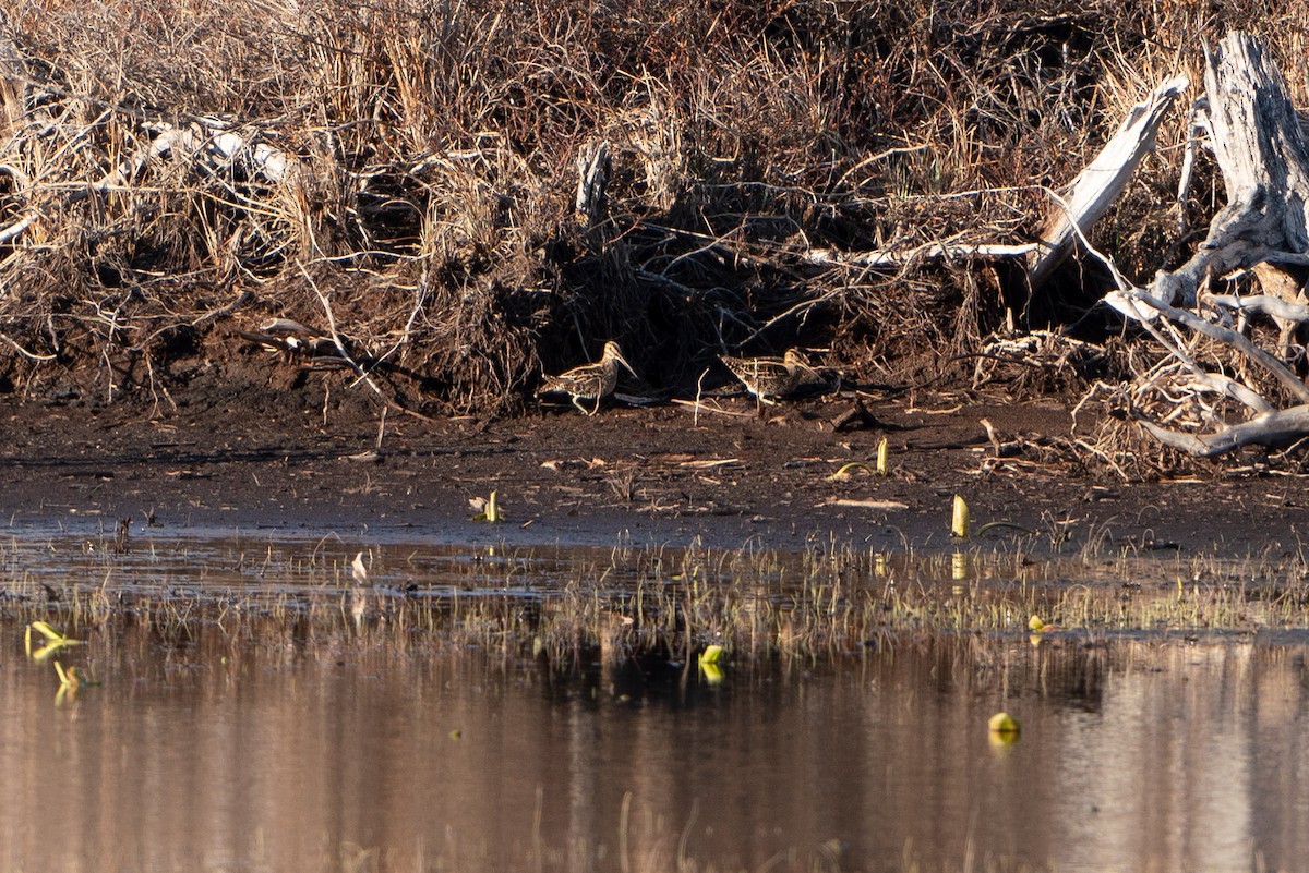 Wilson's Snipe - ML617504425