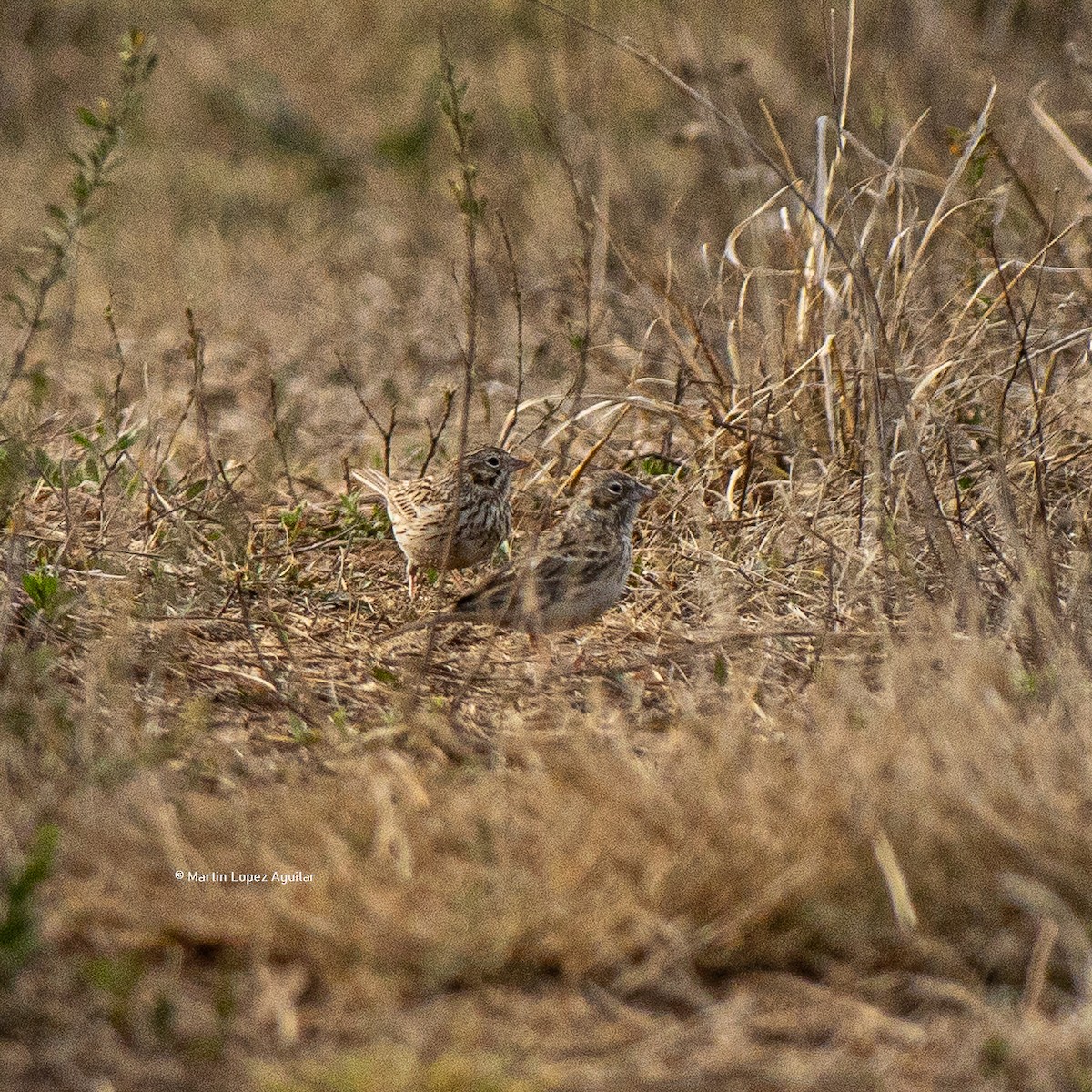 Vesper Sparrow - ML617504426