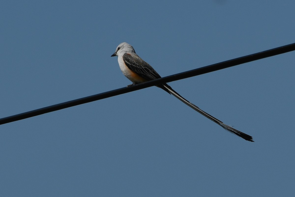 Scissor-tailed Flycatcher - ML617504428