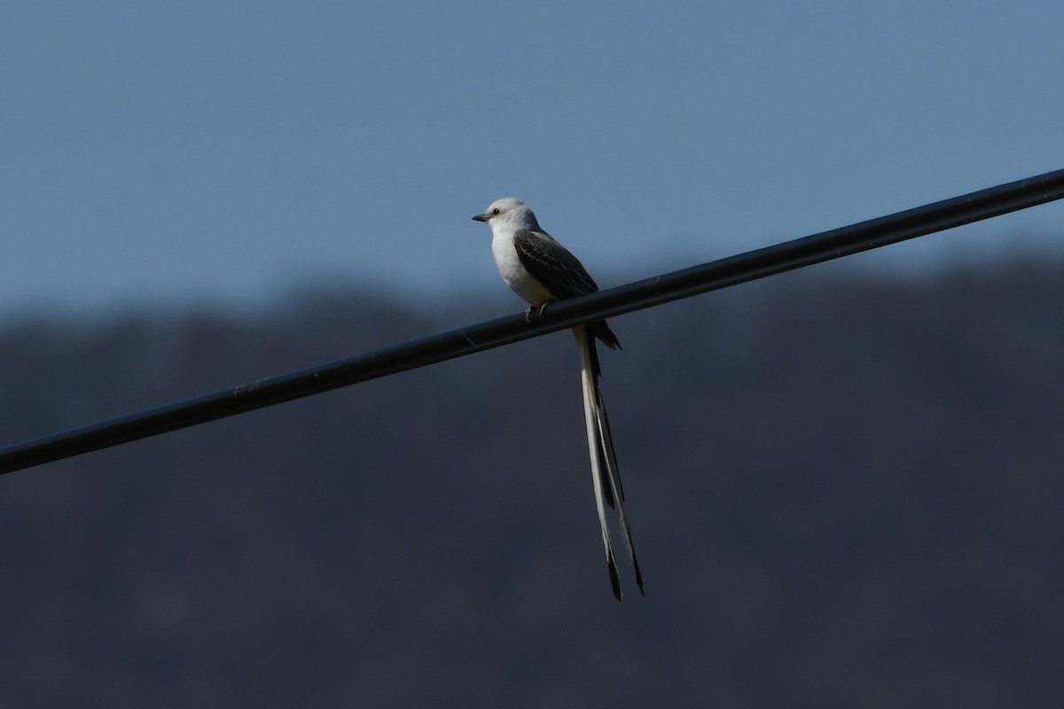 Scissor-tailed Flycatcher - ML617504429