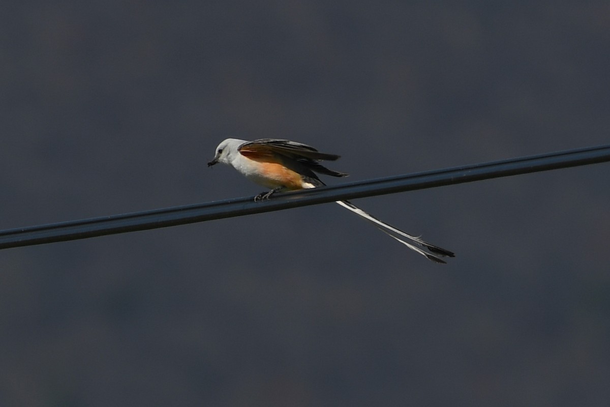 Scissor-tailed Flycatcher - ML617504430