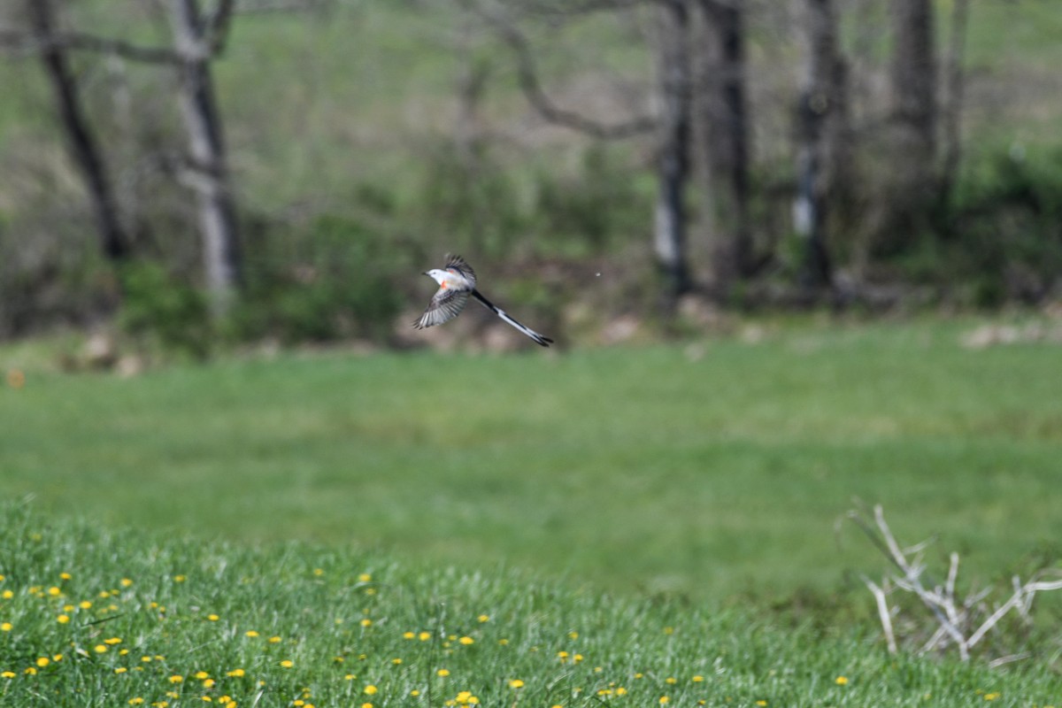 Scissor-tailed Flycatcher - ML617504432