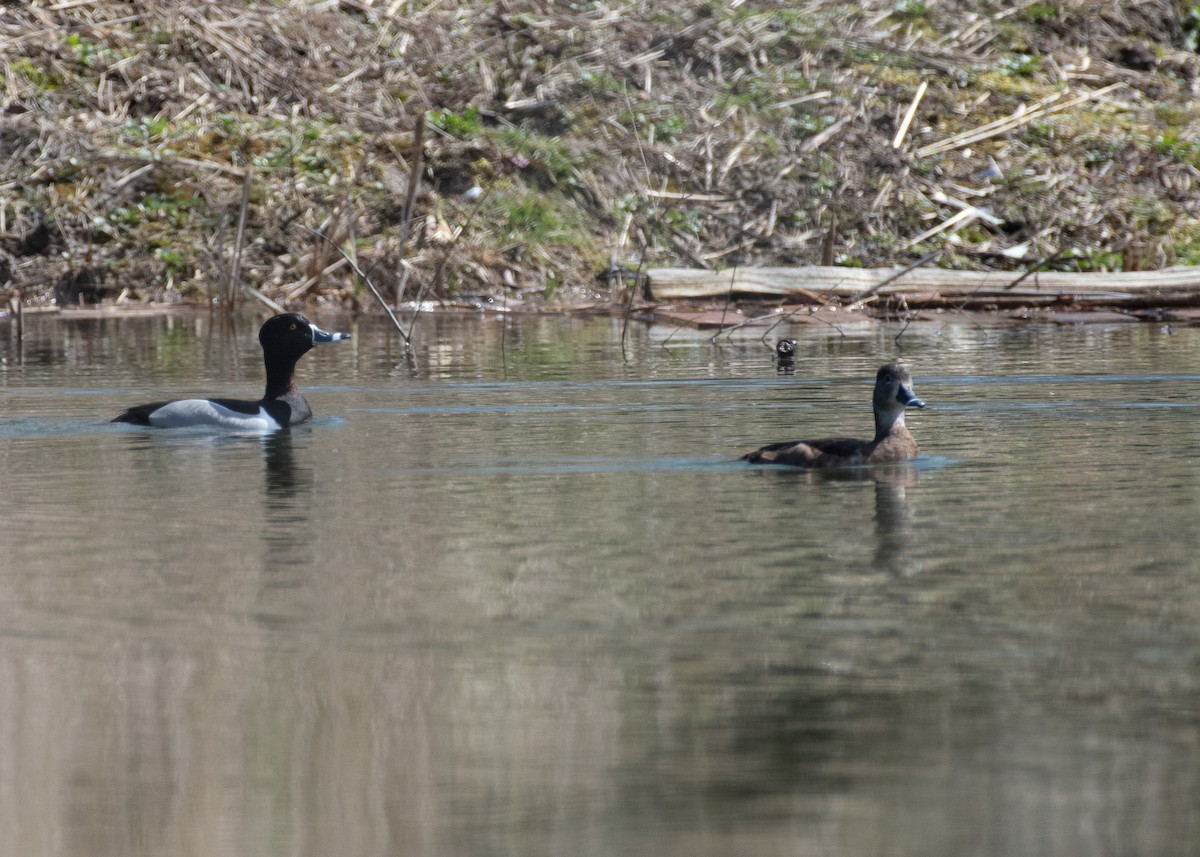 Ring-necked Duck - ML617504437