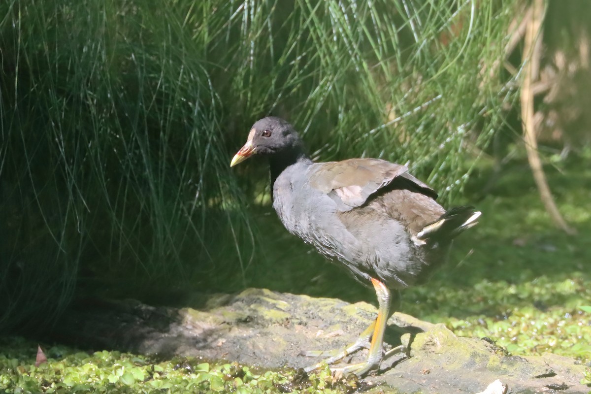 Dusky Moorhen - ML617504447