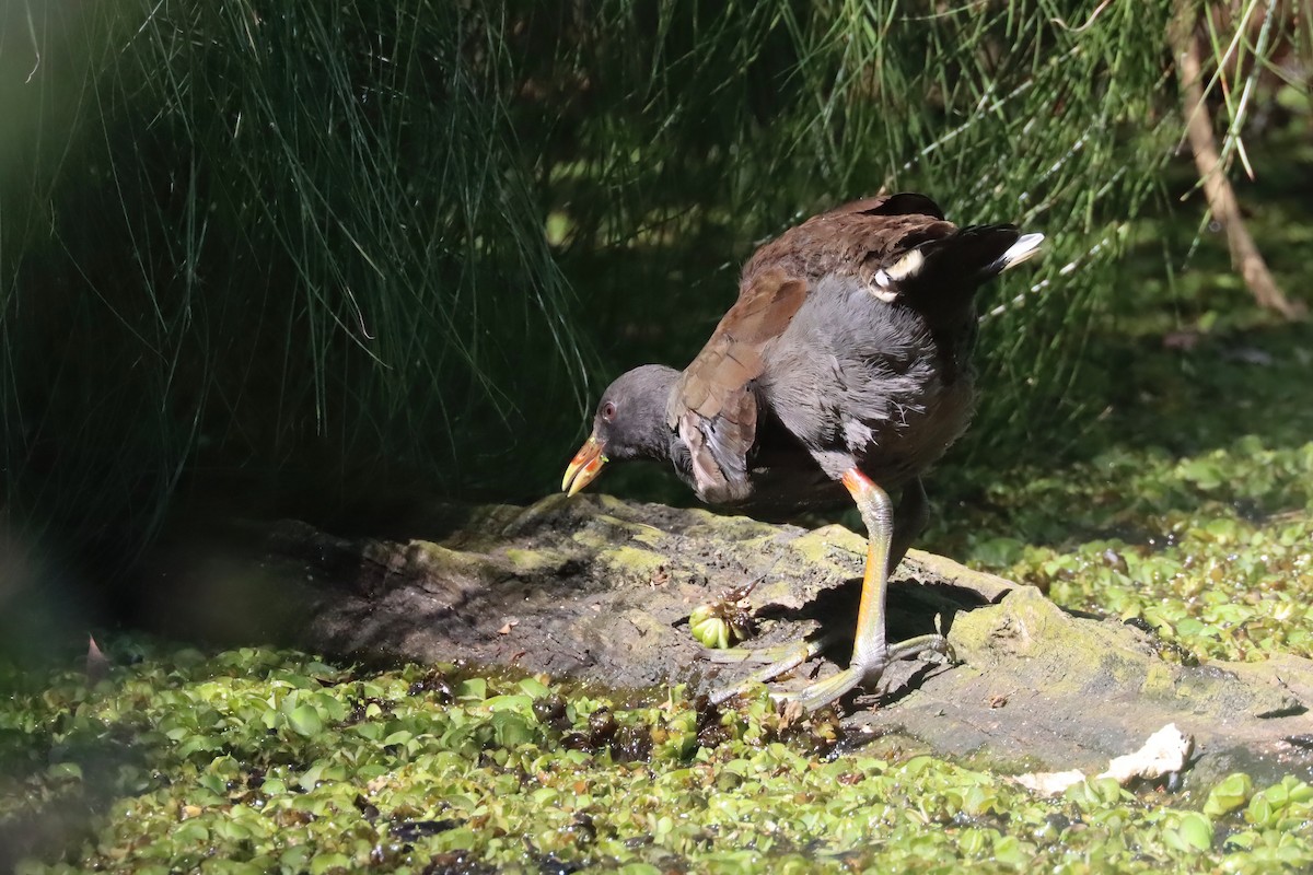 Dusky Moorhen - ML617504448