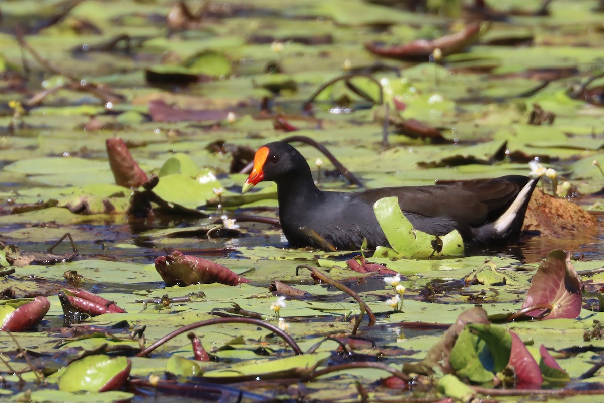 Dusky Moorhen - ML617504470