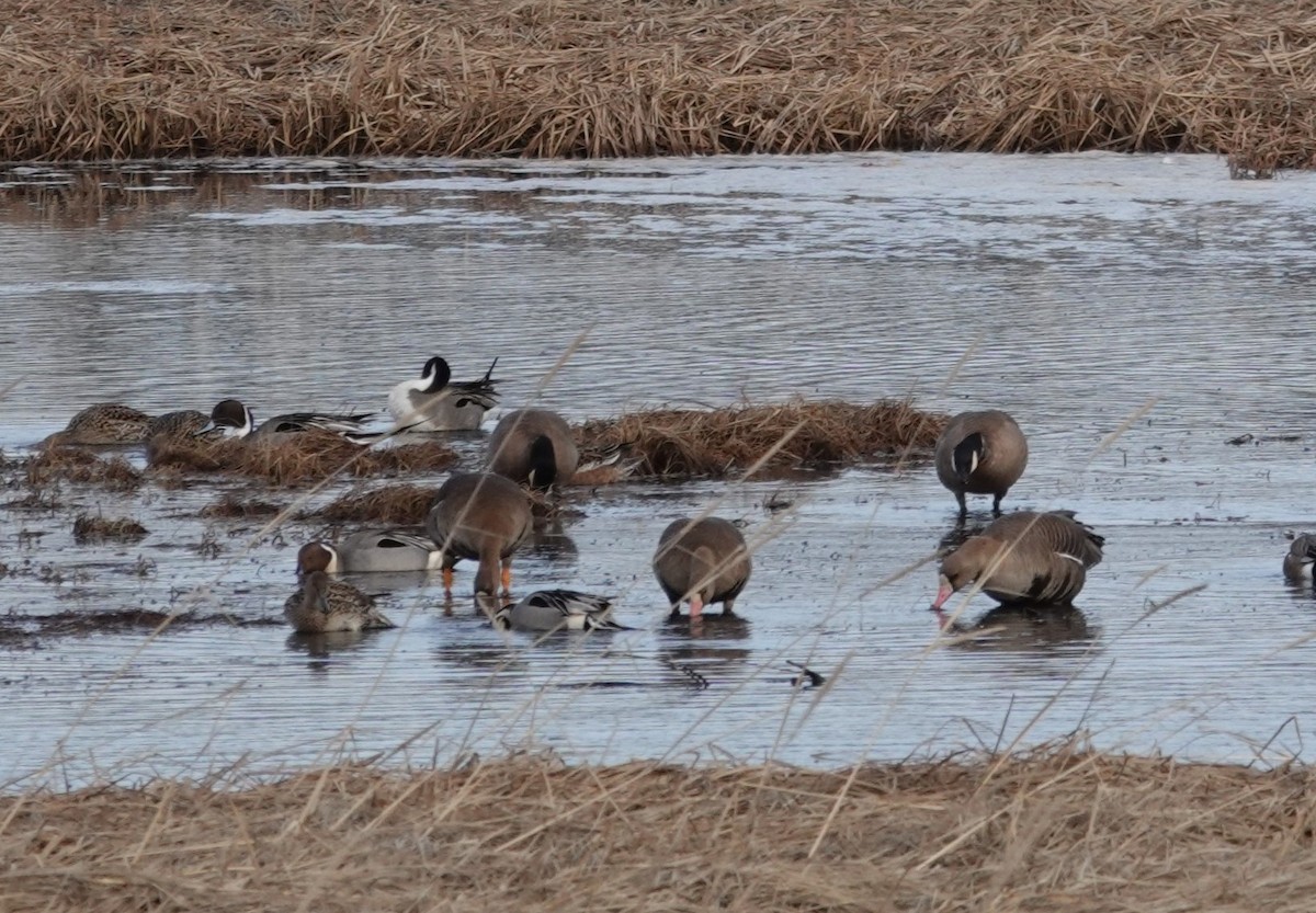 Canada Goose - ML617504488