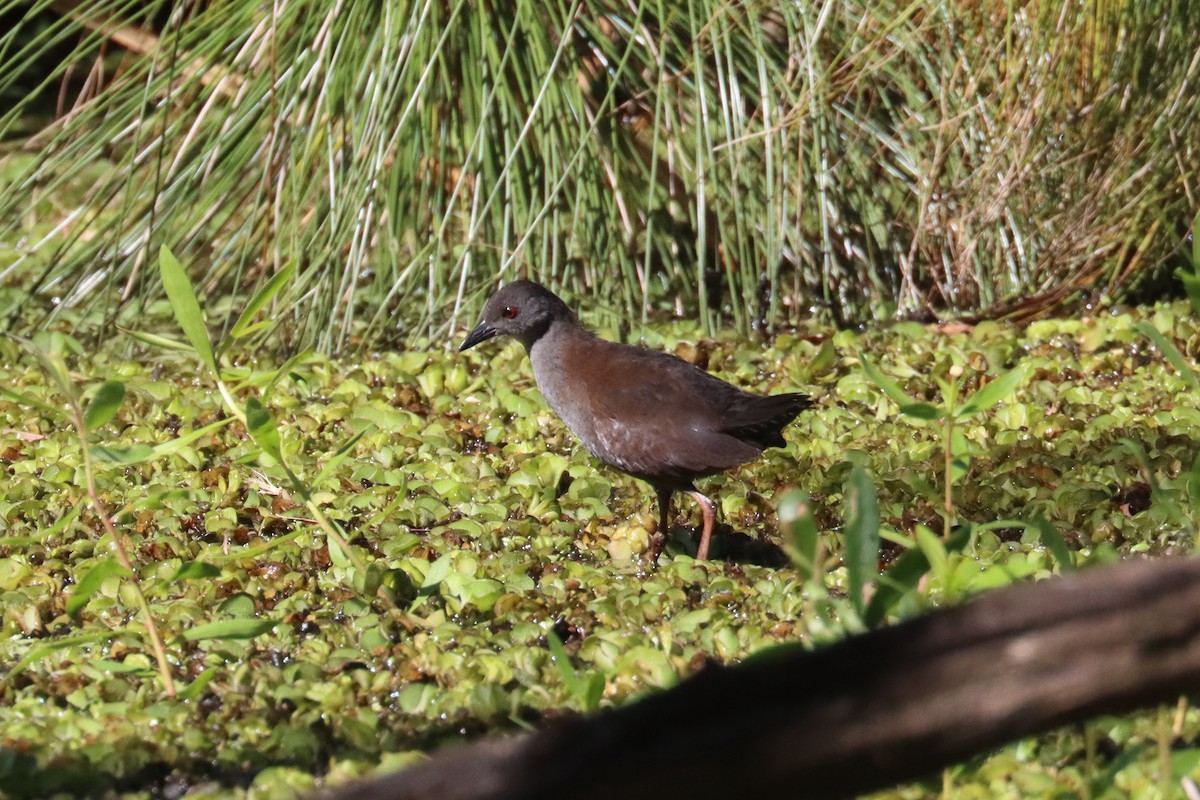 Südsee-Sumpfhuhn - ML617504506