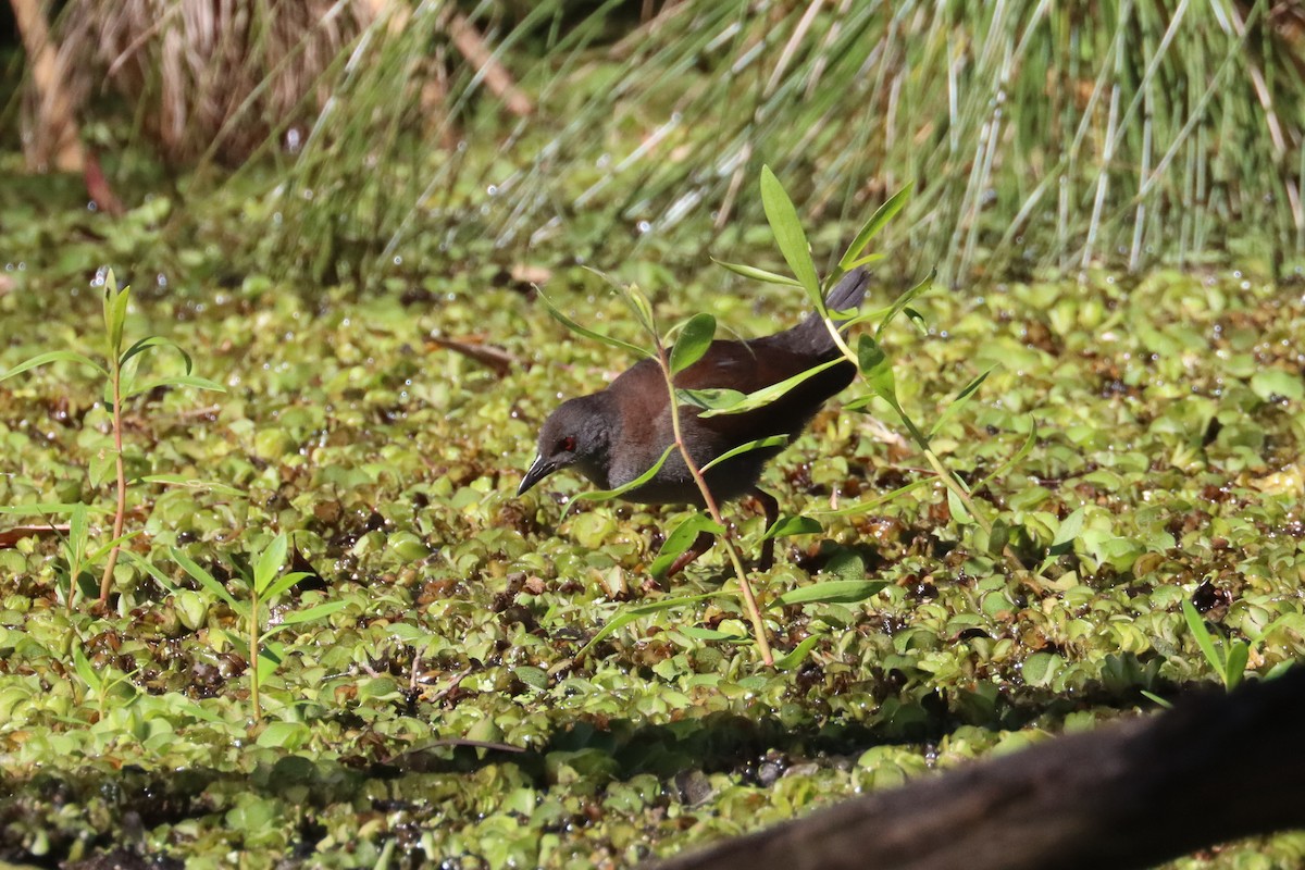 Spotless Crake - ML617504507