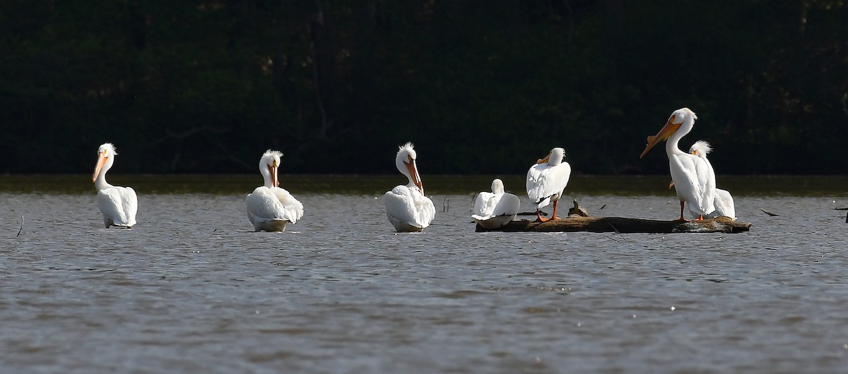 American White Pelican - ML617504524