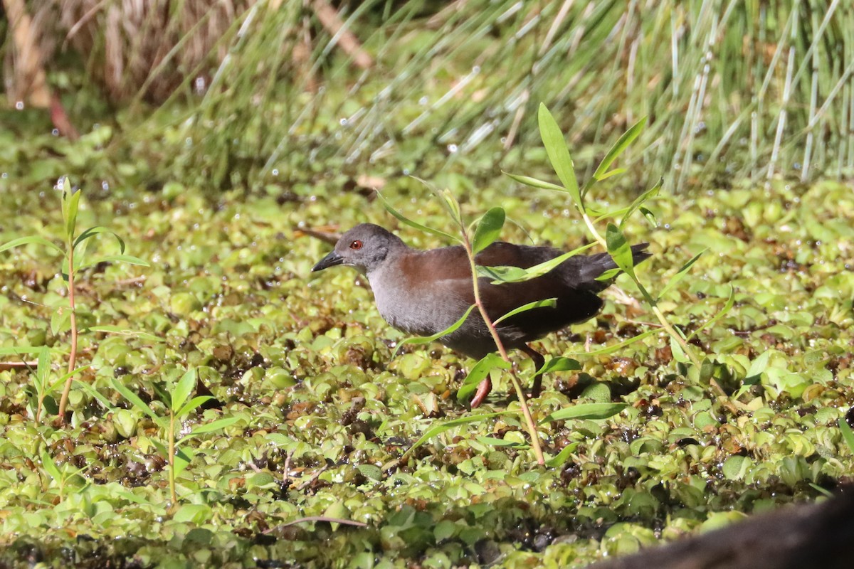 Spotless Crake - ML617504529