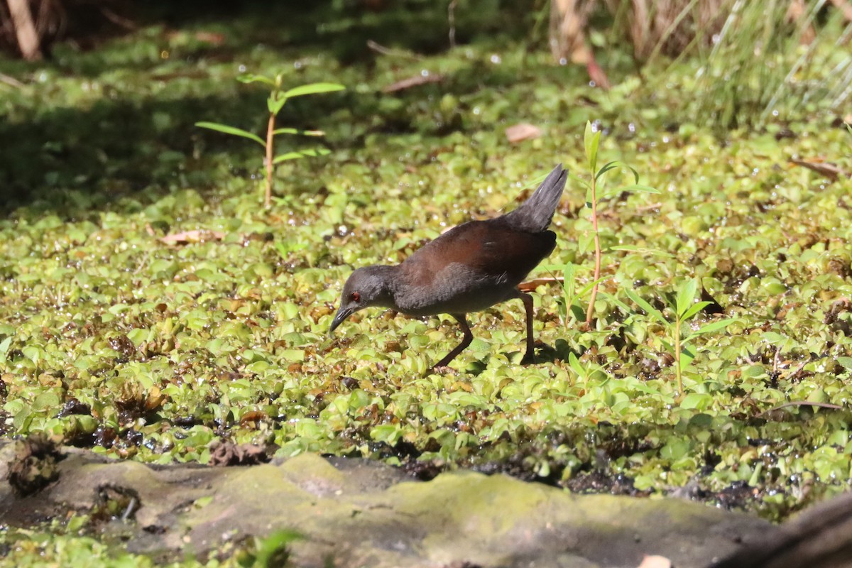 Spotless Crake - ML617504530