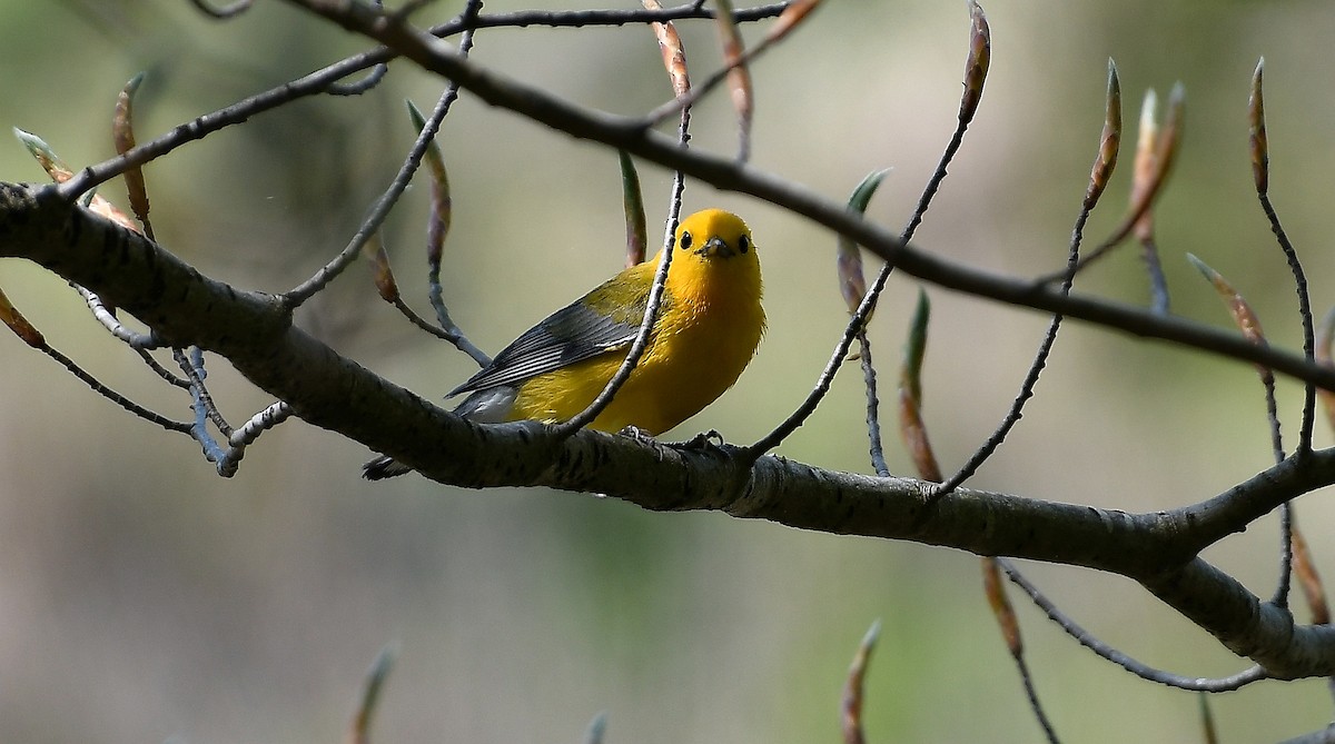 Prothonotary Warbler - ML617504545