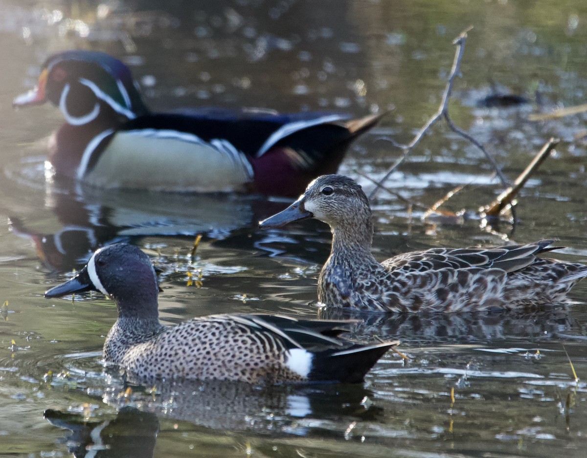 Blue-winged Teal - ML617504598