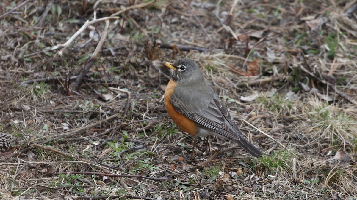 American Robin - Jim Sims