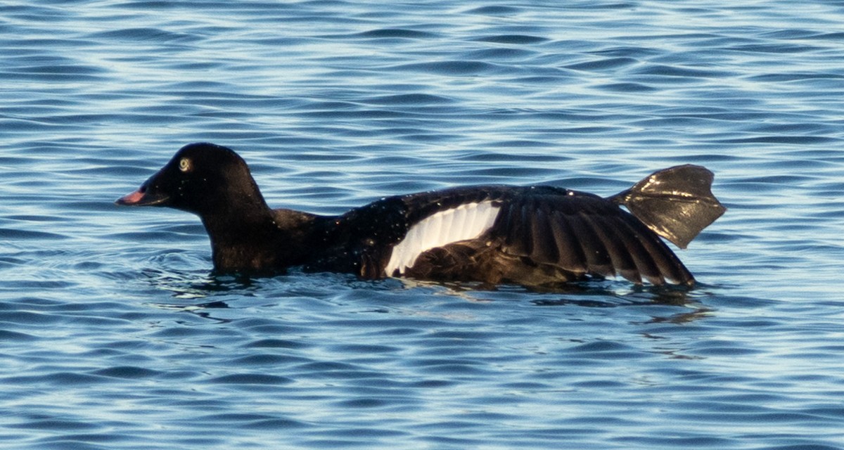 White-winged Scoter - Georgia Wyatt