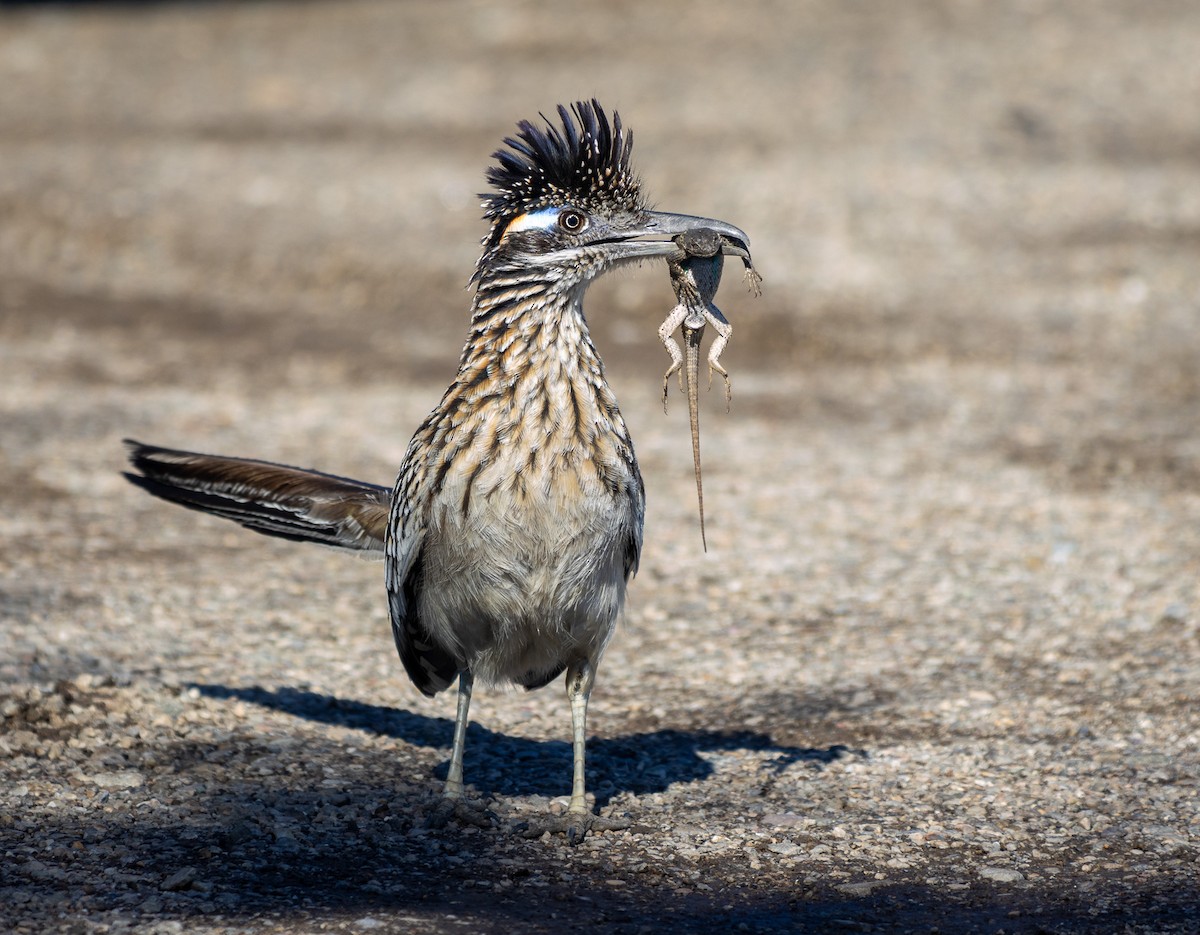 Greater Roadrunner - ML617504640