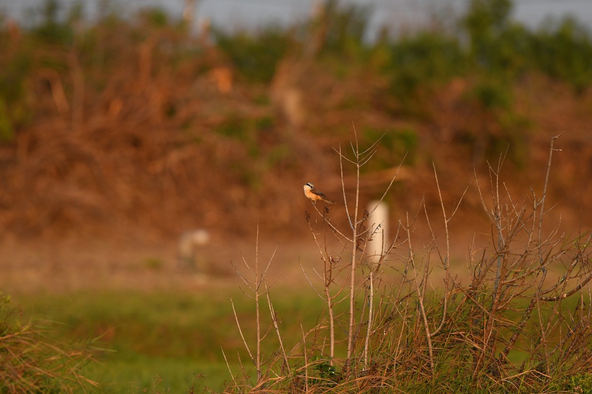 Long-tailed Shrike (schach) - ML617504641
