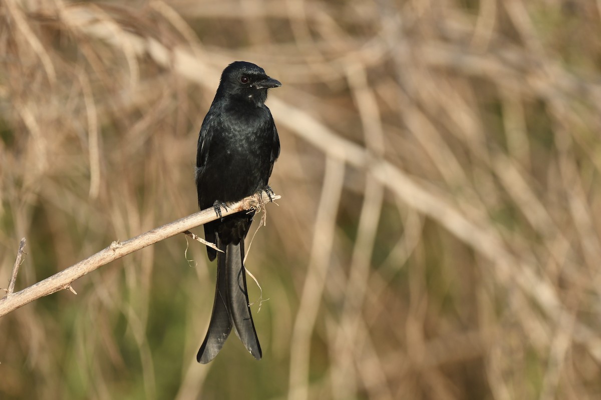 Black Drongo - Jhih-Wei (志偉) TSAI (蔡)