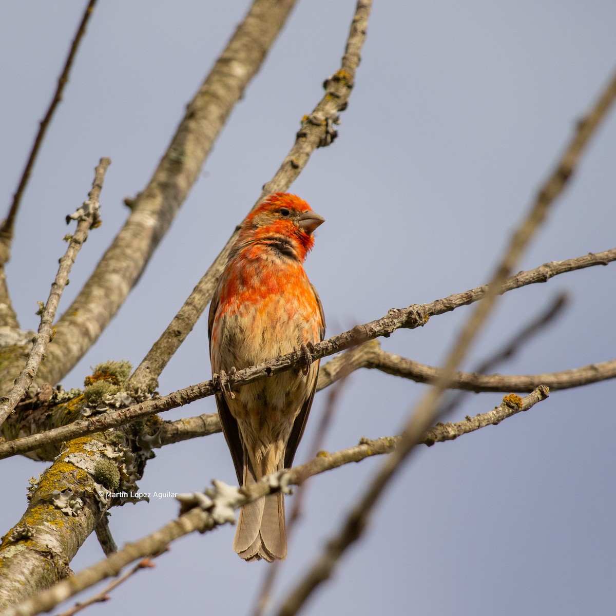 House Finch - ML617504672