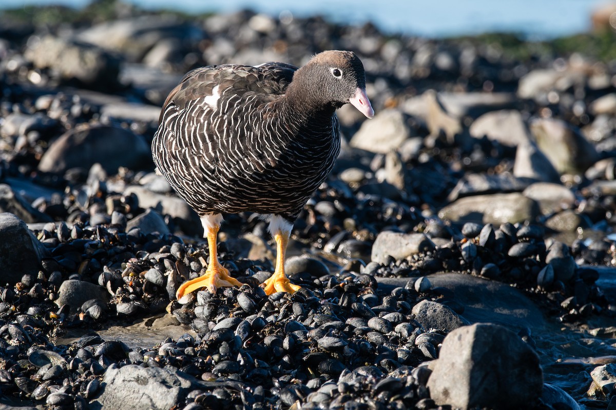 Kelp Goose - Nicolas Mazzini