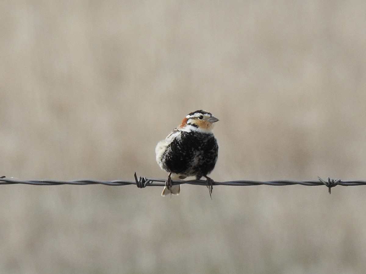 Chestnut-collared Longspur - Sharlane Toole