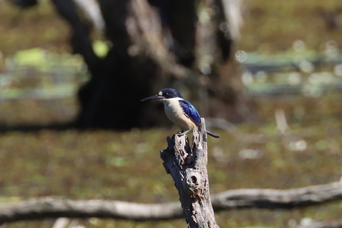Forest Kingfisher - ML617504758